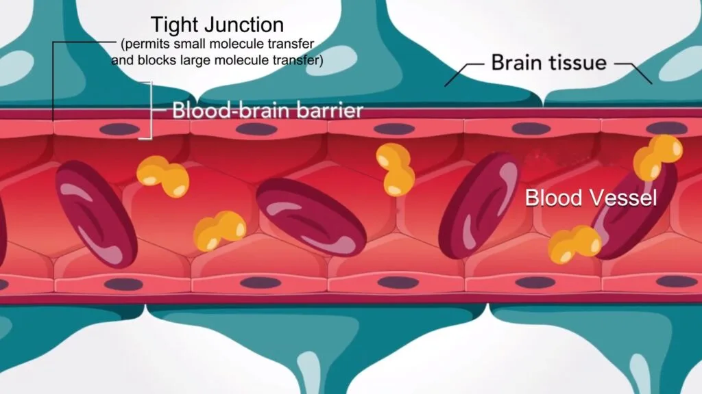 Blood-brain barrier platform delivery potential